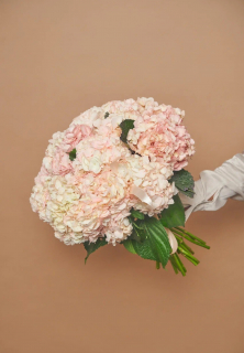 Букет из 7 розовых гортензий