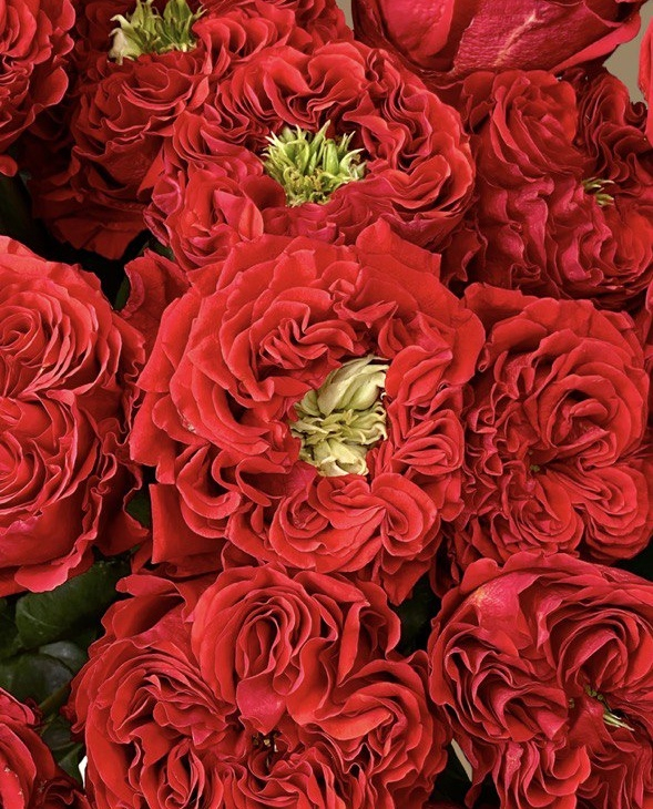 Букет из 25 садовых роз 