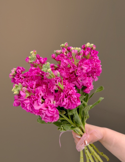 Букет из 13 Маттиол