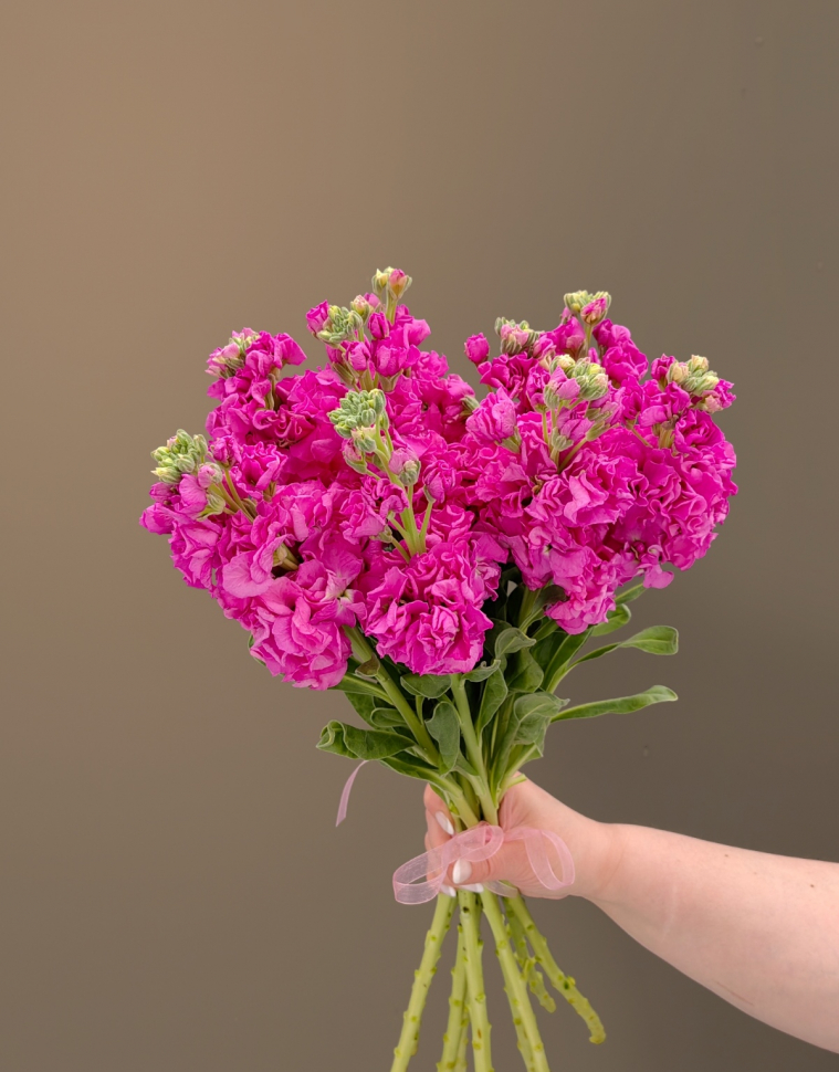 Букет из 13 Маттиол Букет из 13 Маттиол