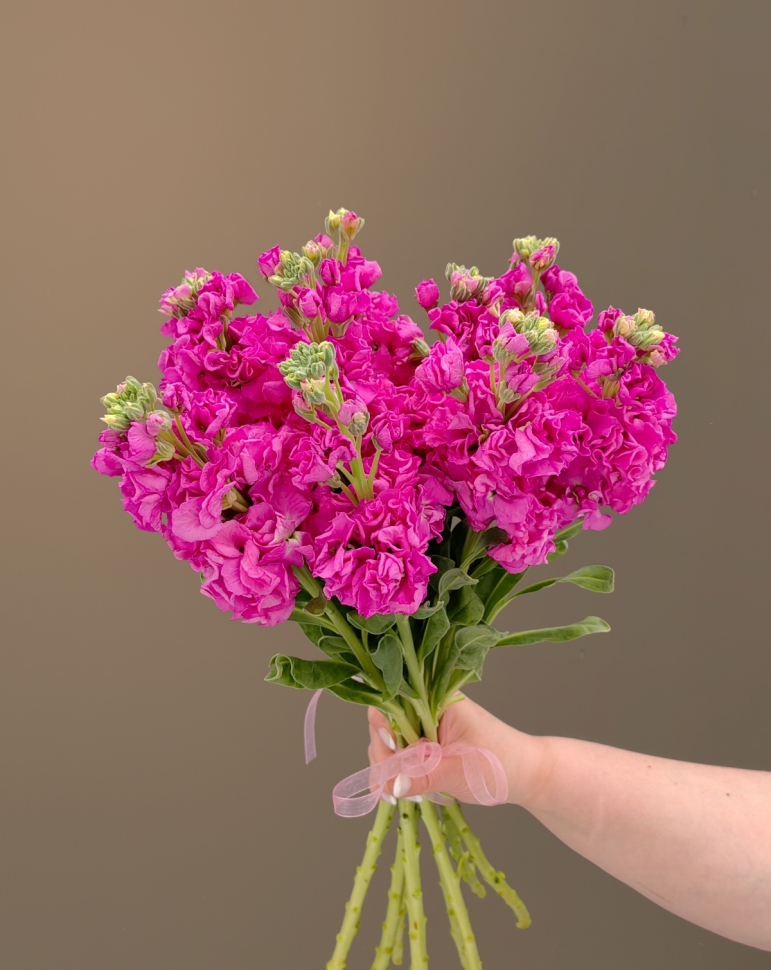 Букет из 13 Маттиол Букет из 13 Маттиол