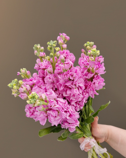 Букет из 13 Маттиол