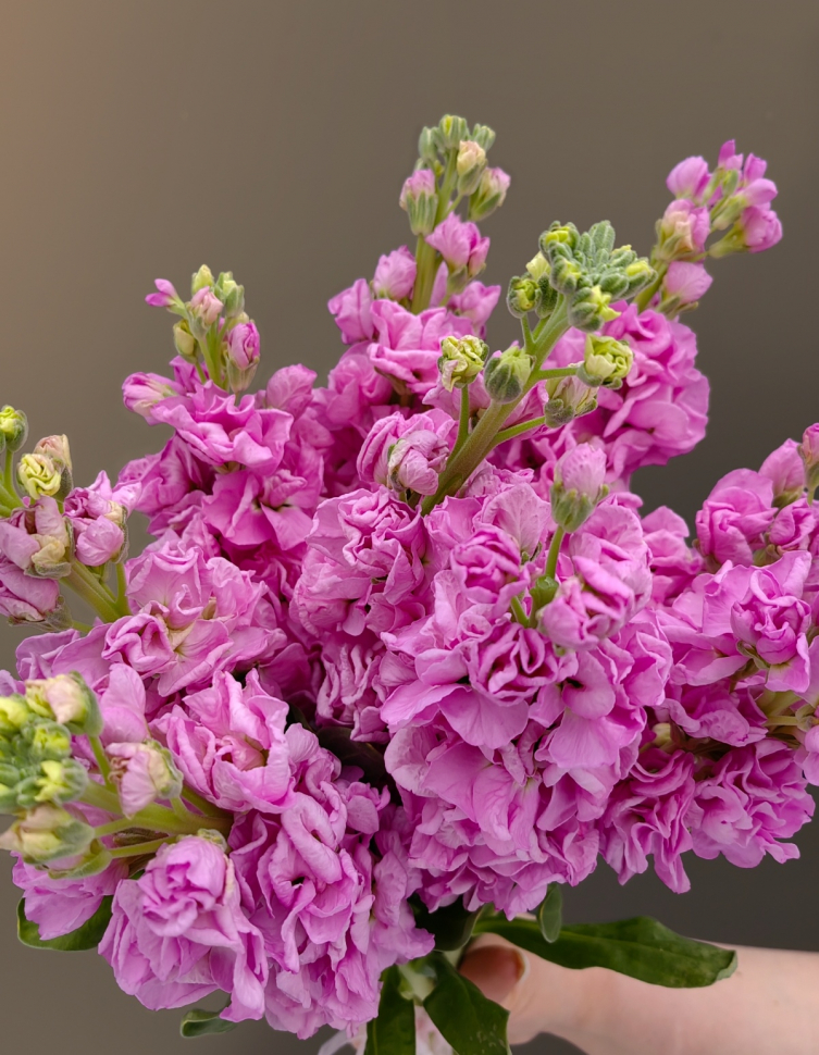 Букет из 13 Маттиол Букет из 13 Маттиол