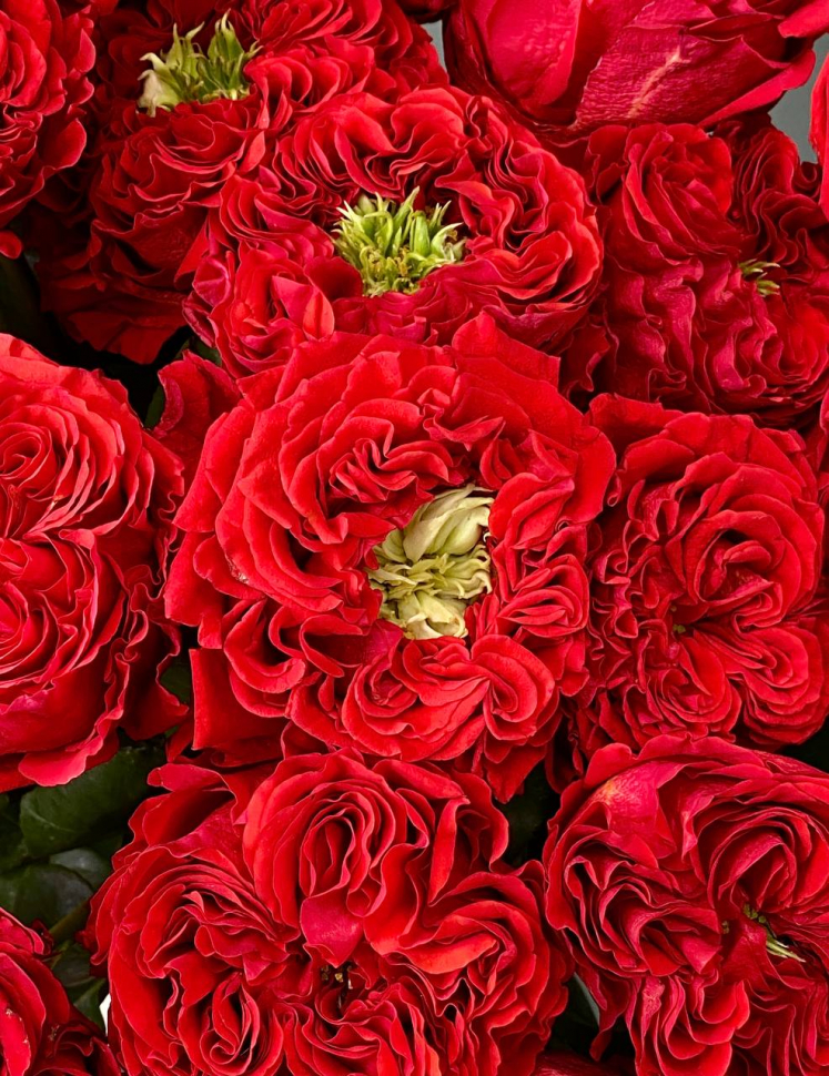 Букет из 25 бородовых садовых роз. Размер М